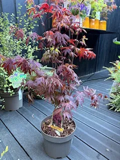Acer palmatum D20 - VEGETAL