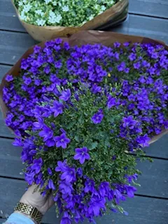 Campanula portenschlagiana D10,5X10 - VEGETAL