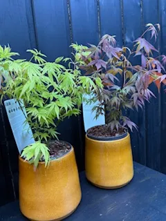 Acer palmatum D15 - VEGETAL