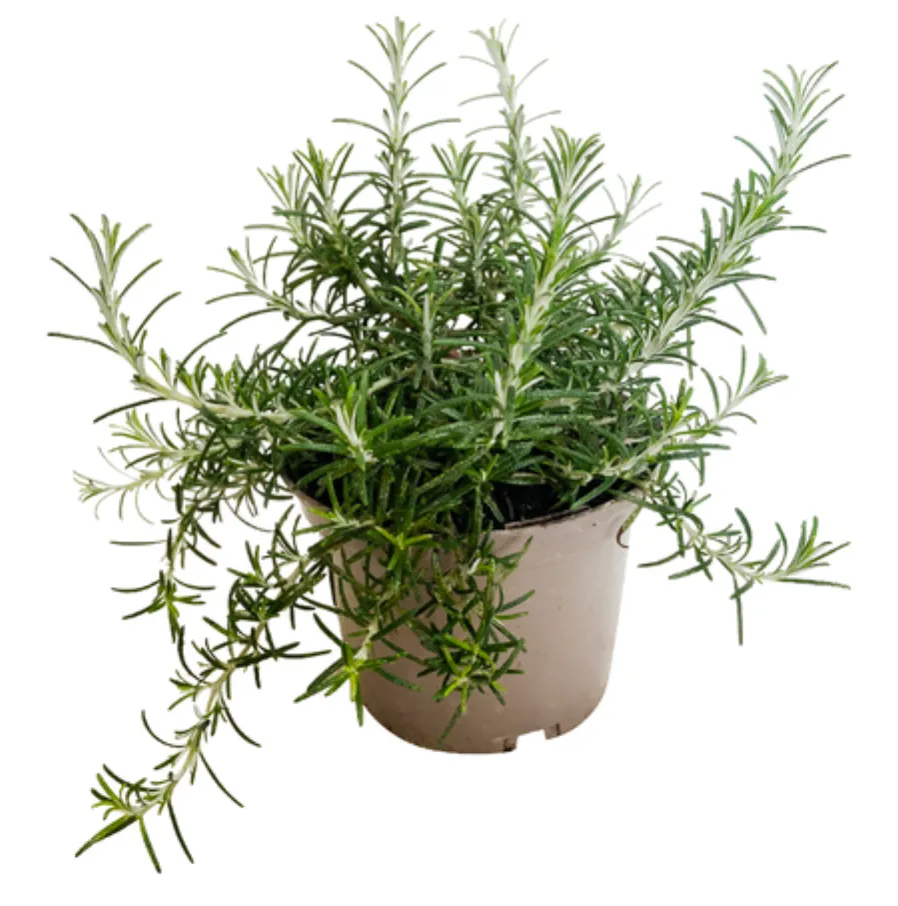 Romarinus officianalis D14 - VEGETAL
