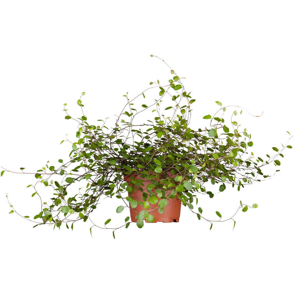 Muehlenbeckia complexa D12 - VEGETAL