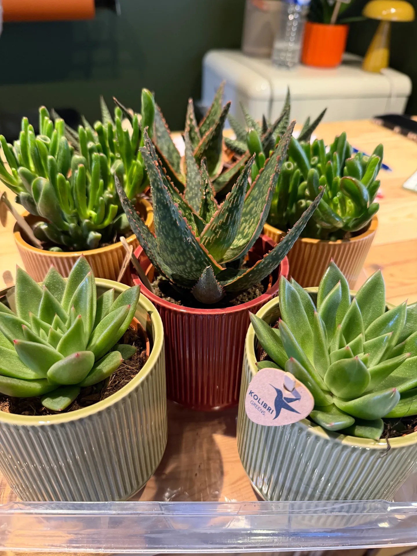 Succulente avec pot - VEGETAL