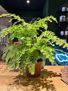 Adiantum fragrans - VEGETAL
