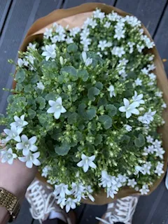 Campanula portenschlagiana Blanche - VEGETAL