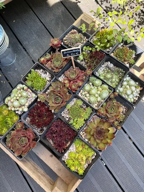 Succulentes-VEGETAL