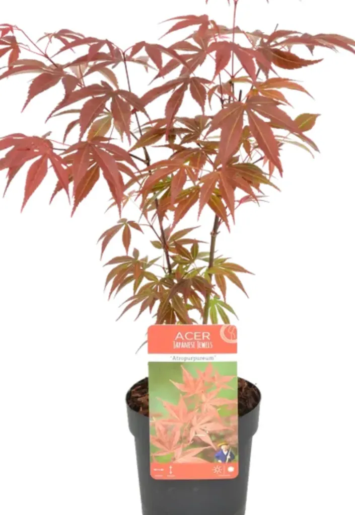 [14188795] Acer Palm Melange 100 - Agora