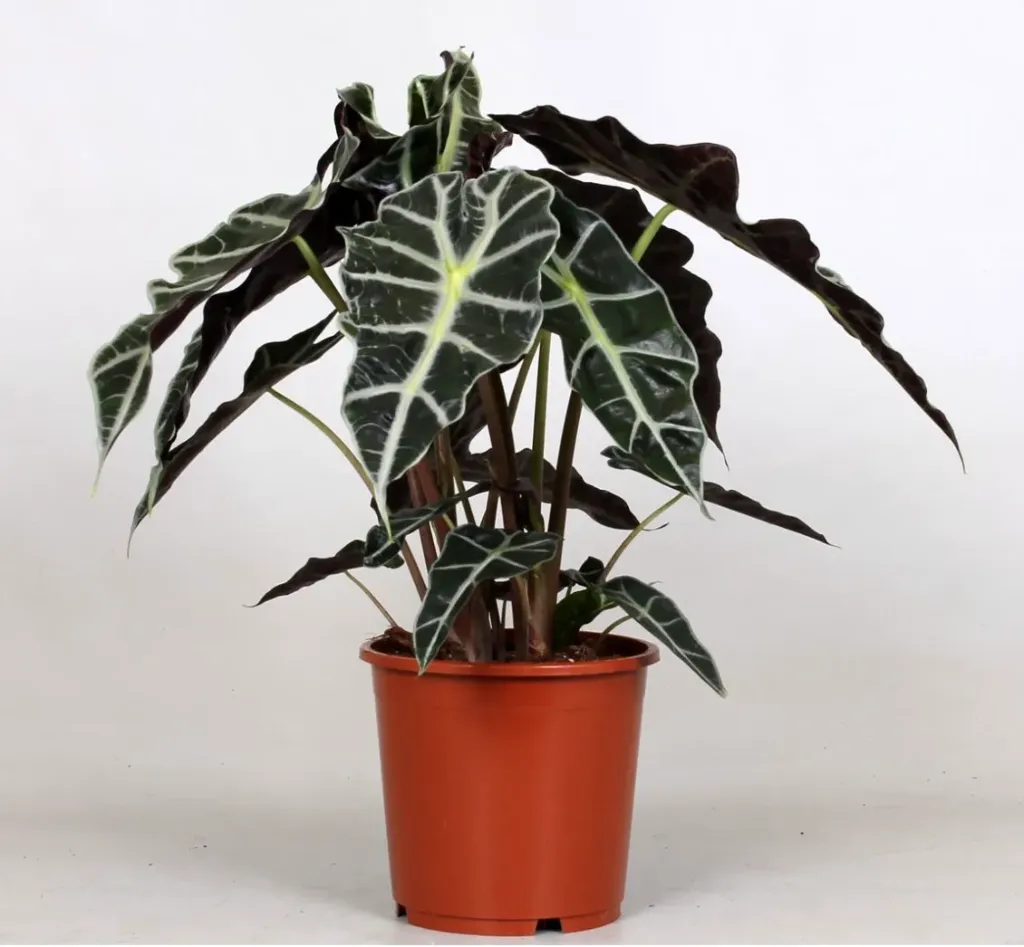 [14242312] Alocasia Polly - Agora
