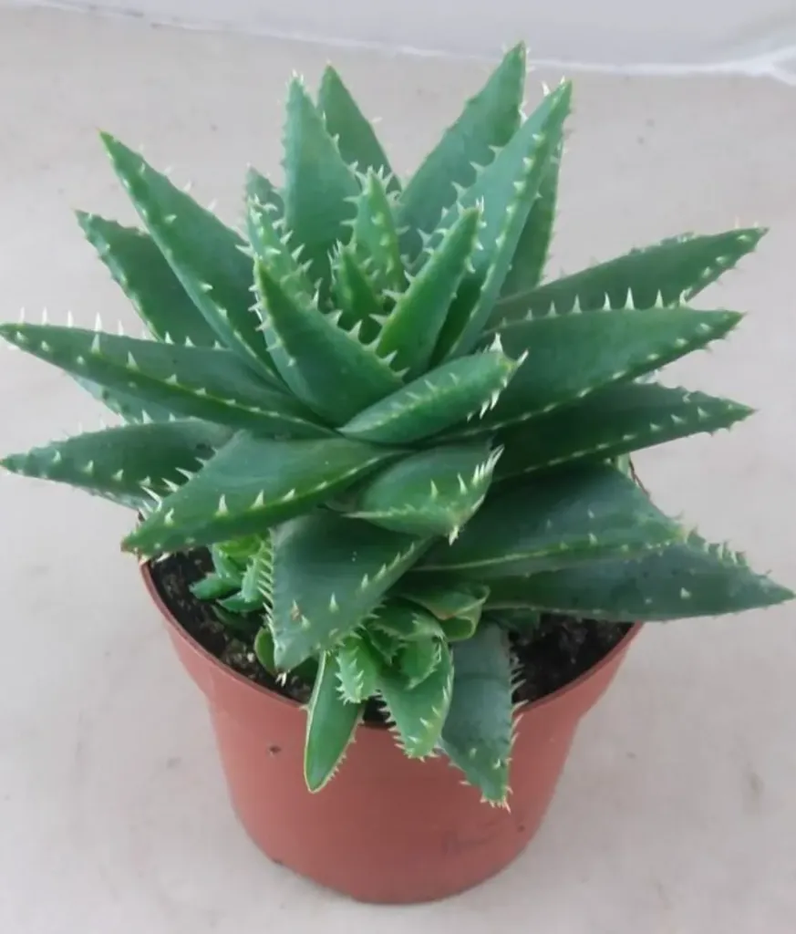 Aloe Brevifolia - Agora
