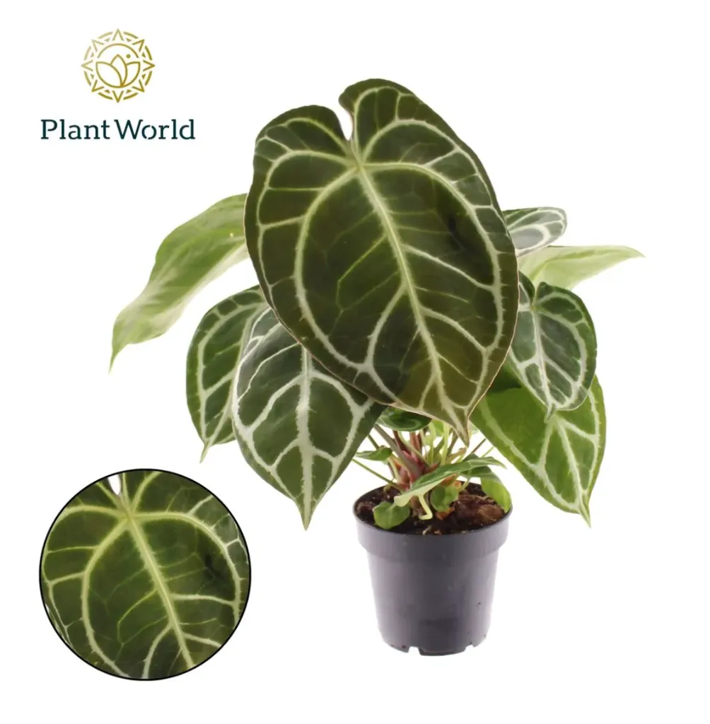 [175268925] Anthurium Villenaorum - Agora