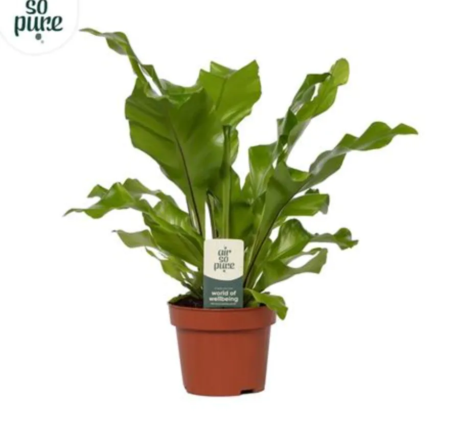 [11797199] Asplenium Nidus - Agora