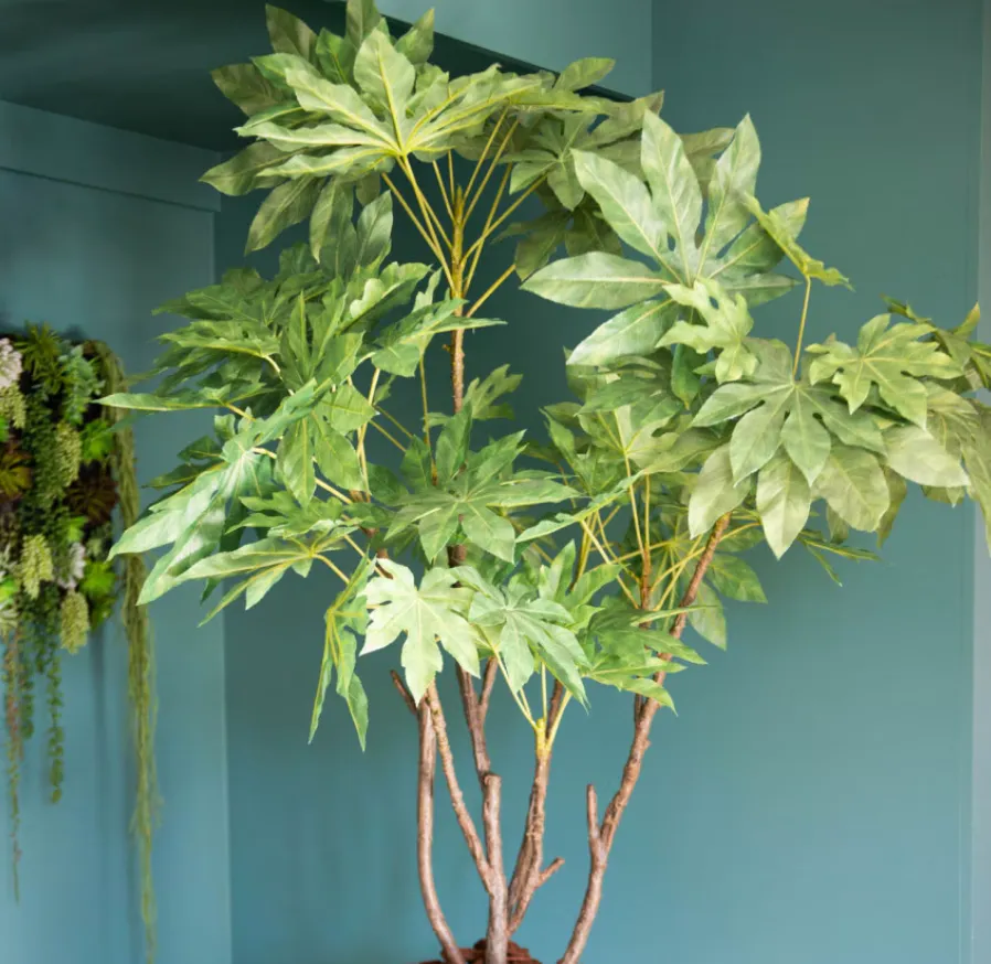 [13812533] Fatsia Japonica - Agora
