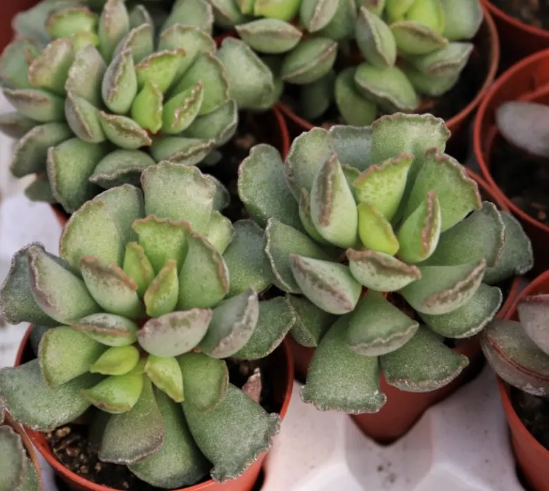 Adromischus Cristatus - Agora