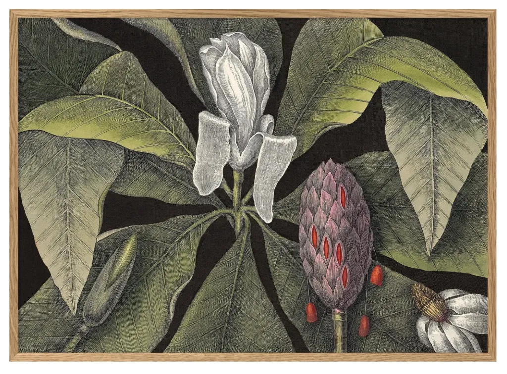 [3414] Cadre white magnolia bud 50x70 - DYBDAHL