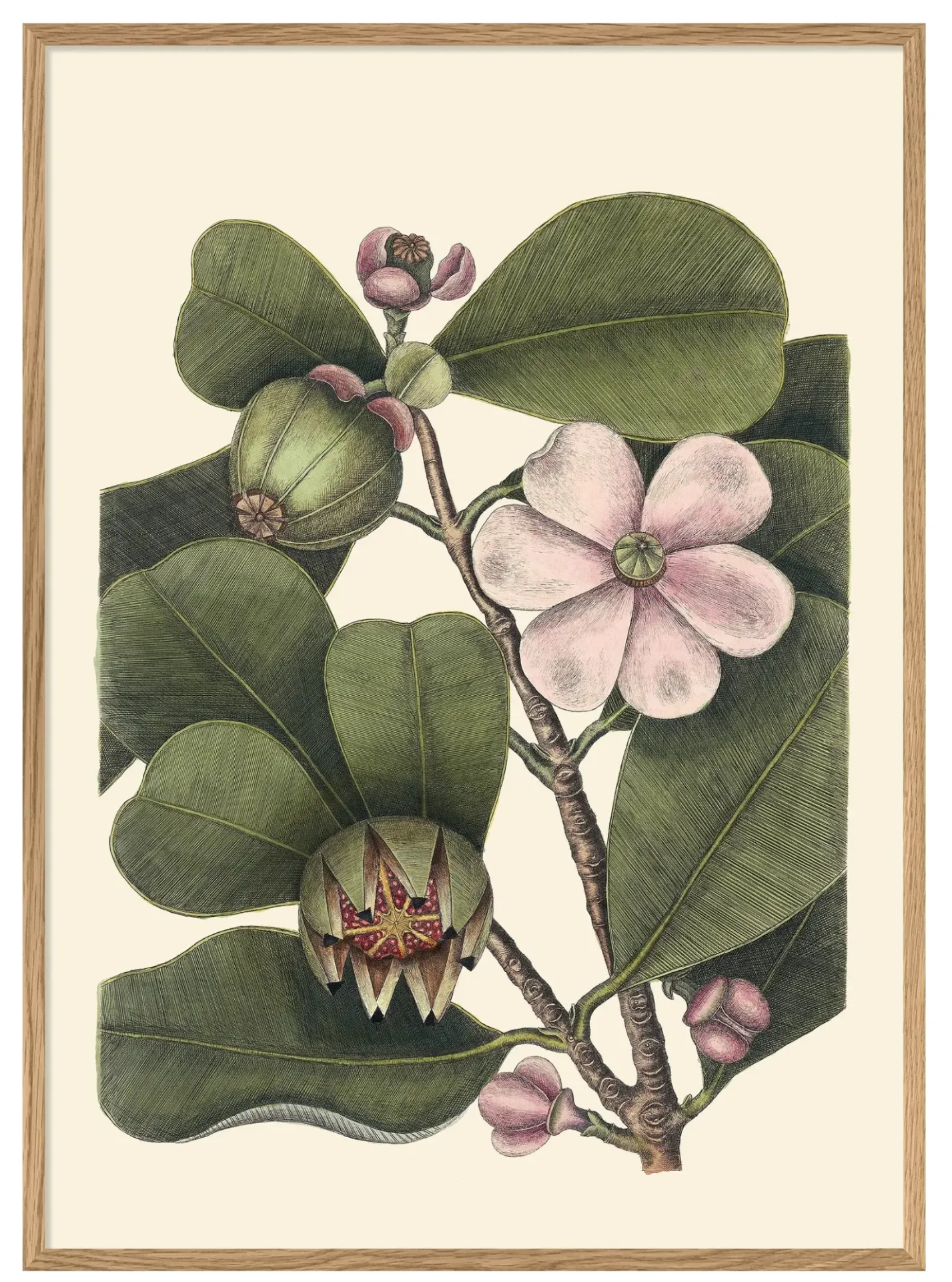 [3401] Cadre balsam tree 30X40 - DYBDAHL