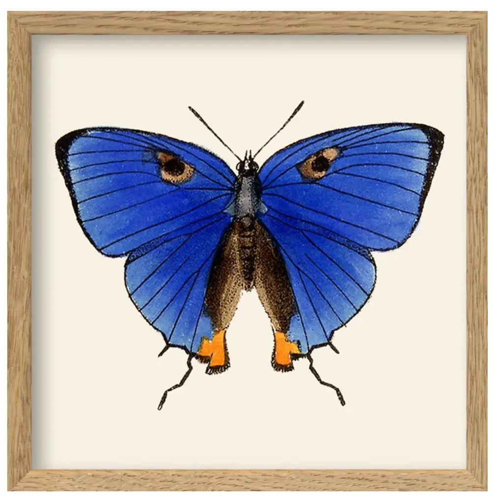[SQ170] Cadre blue butterfly 15x15- DYBDAHL