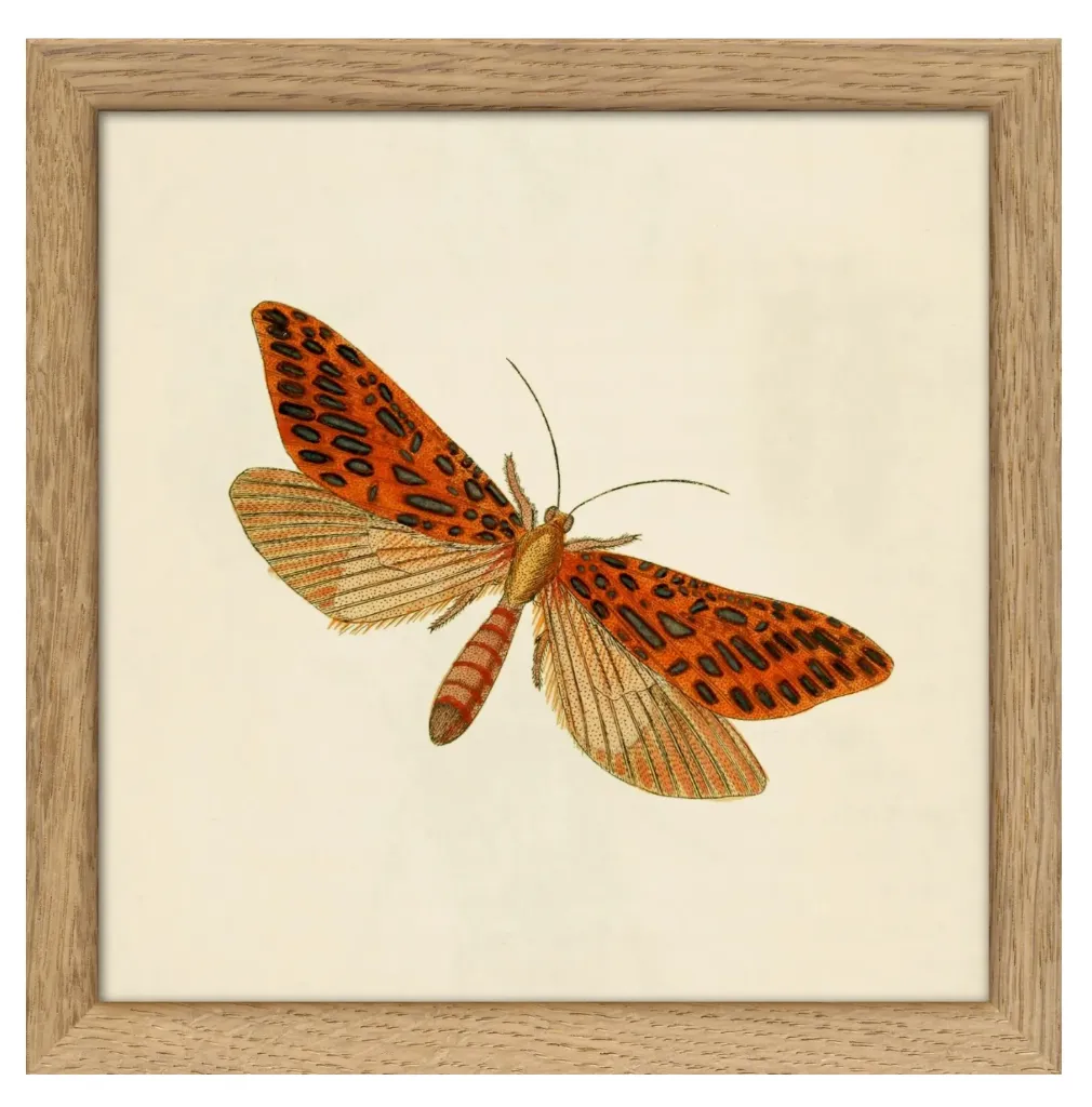 [SQ069] Cadre red moth 15x15 - DYBDAHL