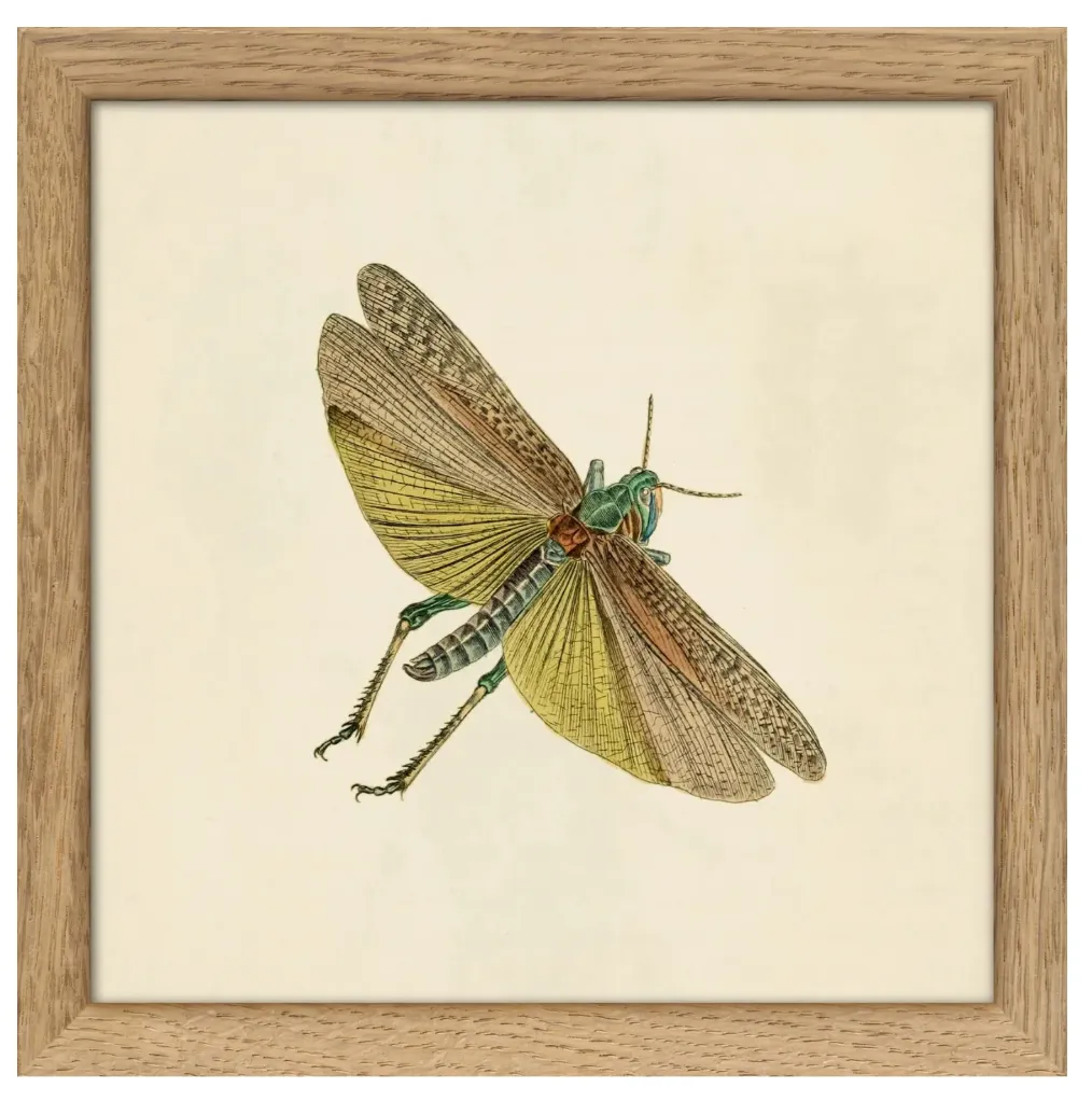 [SQ068] Cadre green moth 15x15 - DYBDAHL