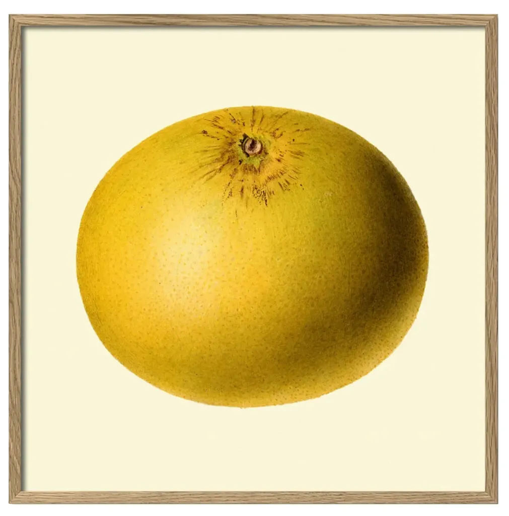 [5814] Cadre grapefruit closed 15x15 - DYBDAHL