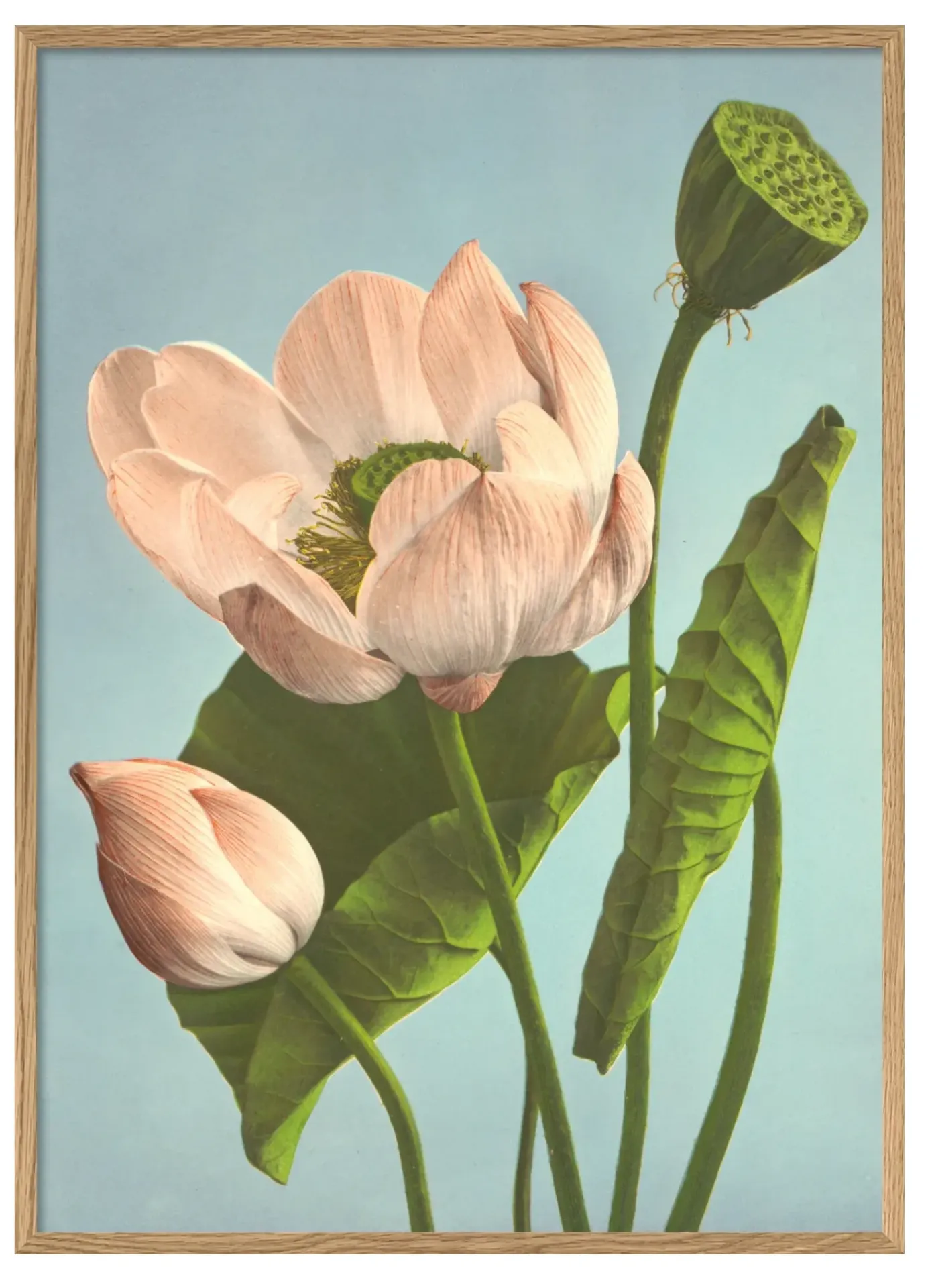 [9007] Cadre triple lotus 50x70 - DYBDAHL