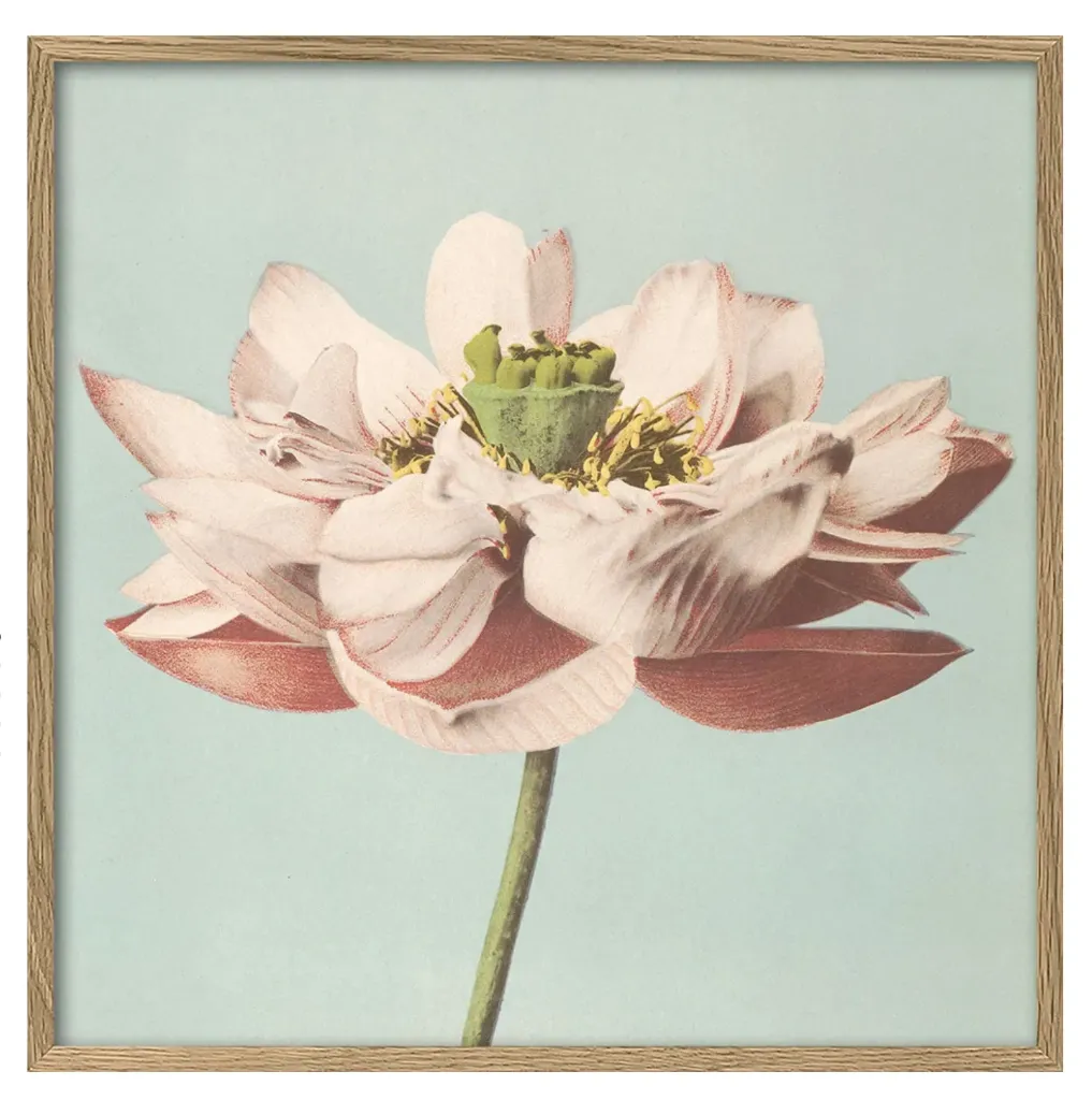 [9005] Cadre lotus flower blooming 100x100 - DYBDAHL
