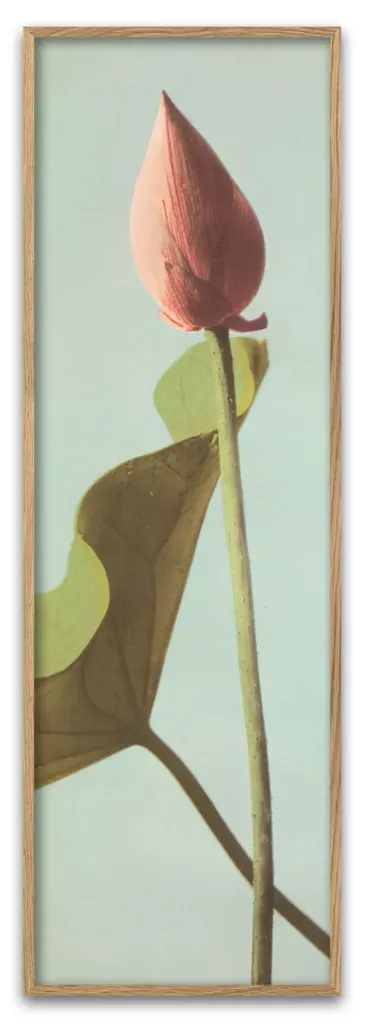 [9004] Cadre lotus flower bud 35x112 - DYBDAHL